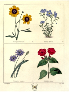 Coreopsis tinctoria, Linum alpinum, Catananche caerulea, Mirabilis jalapa. The botanic garden vol. 1 (1825). Free illustration for personal and commercial use.