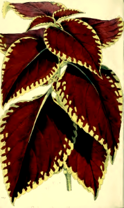 Coleus 'Queen Victoria' (1869). Free illustration for personal and commercial use.