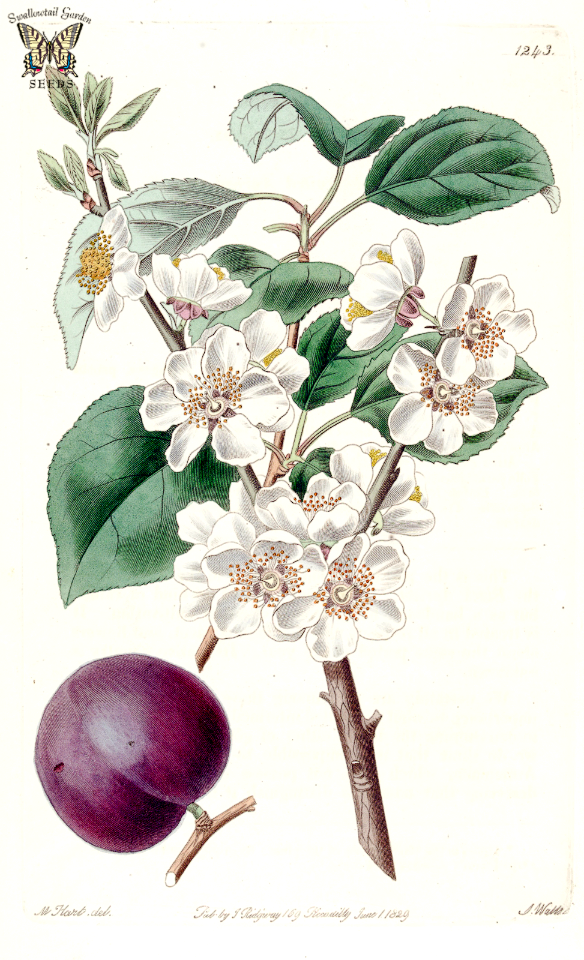 Purple Apricot. Prunus dasycarpa. Native to China. Showy white flowers followed by deep purple fruits. Probably a cross of an apricot and plum