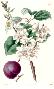 Purple Apricot. Prunus dasycarpa. Native to China. Showy white flowers followed by deep purple fruits. Probably a cross of an apricot and plum. Free illustration for personal and commercial use.