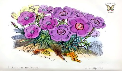 Dianthus seguieri subsp. gautieri [as Dianthus neglectus] and D. alpinus. Illustration by Walter Hood Fich. The Florist and Pomologist (1869). Free illustration for personal and commercial use.