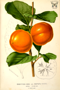 Persimmon, Japanese persimmon. Diospyros kaki var. costata. L’ Illustration horticole, vol. 18 (1871) [P. Stroobant]