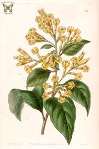 Orange Jessamine. Cestrum aurantiacum. Brilliant apricot or orange flowers last a long time. As plants mature, blooms carry a moderate citrus scent. Blooms spring-fall. Espaliered or grown as arching shrub. Edwards's Botanical Register v.31 (1845). Free illustration for personal and commercial use.