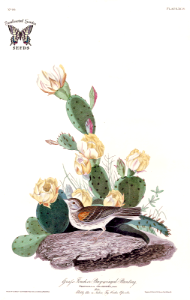 Eastern Prickly Pear, Indian Fig. Opuntia humifusa. A low growing cactus, native to eastern North America. It produces juicy, edible red fruits which can remain of the plant for months. The yellow to gold flowers bloom in late spring (1826-1838). Free illustration for personal and commercial use.