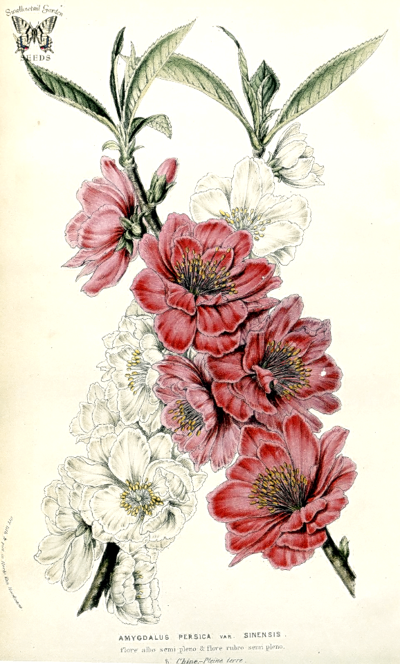 Flowering peach 'flore albo semi pleno' & 'flore rubro semi pleno.' Prunus persica [as Amygdalus persica var. sinensis] Houtte, L. van, Flore des serres et des jardin de l’Europe, vol. 10, (1855)
