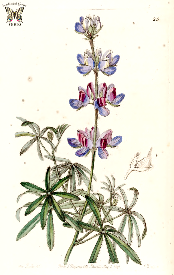 Branching lupine. Lupinus ramosissimus. Shrubby plants grow to 4 feet tall. Flowers carry a strong sweet pea-like fragrance. Edwards's Botanical Register vol.31 (1845)