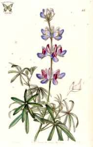 Branching lupine. Lupinus ramosissimus. Shrubby plants grow to 4 feet tall. Flowers carry a strong sweet pea-like fragrance. Edwards's Botanical Register vol.31 (1845). Free illustration for personal and commercial use.