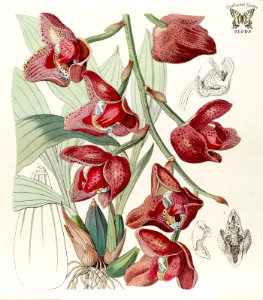 Acineta superba. Fragrant, long-lasting, 3 inch flowers in blended shades of red, brown, and white. Grows in the canopy of mountain forests of Venezuela to Peru. Edwards’s Botanical Register, vol. 29 (1843) [S.A. Drake]. Free illustration for personal and commercial use.
