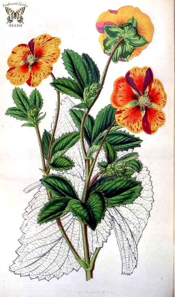 Potentilla hort. cv. striata formosissima. Houtte, L. van, Flore des serres et des jardin de l’Europe, vol. 7 (1852)