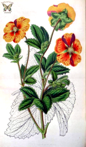 Potentilla hort. cv. striata formosissima. Houtte, L. van, Flore des serres et des jardin de l’Europe, vol. 7 (1852). Free illustration for personal and commercial use.
