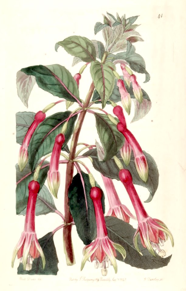 Fuchsia denticulata. Coral, pink, orange, and lime blooms on 6 foot tall plants. Flowers spring-fall. Profuse small, very tasty, dark fruits.