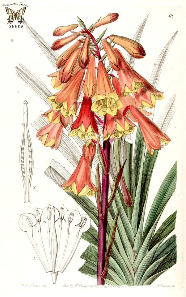 Tasmanian Christmas Bells. Blandfordia punicea. Bell-shaped red flowers with yellow tips, held on 3 foot stalks. Native to western Tasmania, Australia. Edwards's Botanical Register vol.31 (1845)