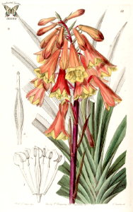 Tasmanian Christmas Bells. Blandfordia punicea. Bell-shaped red flowers with yellow tips, held on 3 foot stalks. Native to western Tasmania, Australia. Edwards's Botanical Register vol.31 (1845). Free illustration for personal and commercial use.