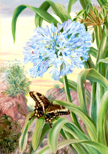 Agapanthus and Swallowtail butterfly. Blue lily and large butterfly, natal. By Marianne North (1882). Free illustration for personal and commercial use.