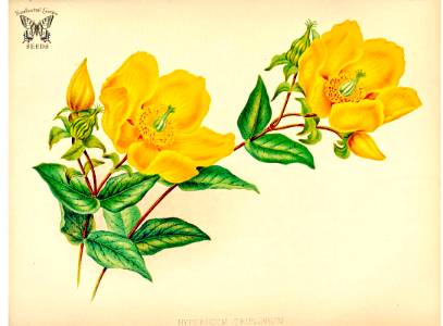 Hypericum leschenaultii [as Hypericum triflorum] Upright growing shrub or small tree, with lax red stems, blue green leaves, and waxy, bright golden yellow flowers, with red highlights. Summer blooming. The garden. , vol. 23 (1883)