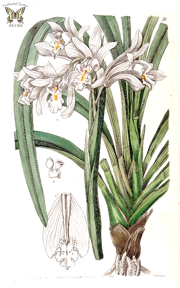 Master's cymbidium (Cymbidium mastersii). Beautiful miniature cymbidium with unusual fluted flowers. Blooms carry a delicious almond scent. Plants grow on trees and rocks at elevations up to 7,200 feet in southeast Asia.