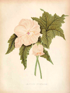 Chilean Tree Mallow, Grape Leaf Abutilon. Corynabutilon vitifolium [as Abutilon vitifolium]. Grows up to 20 feet tall. The garden. An illustrated… , vol. 23- (1883)... Free illustration for personal and commercial use.