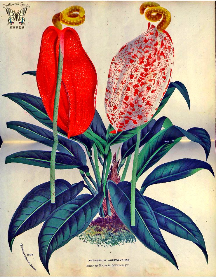 Anthurium andegavense. Flore des serres et des jardins de l'Europe v.23 (1880)