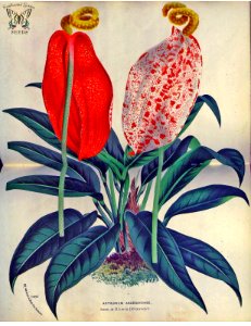 Anthurium andegavense. Flore des serres et des jardins de l'Europe v.23 (1880). Free illustration for personal and commercial use.