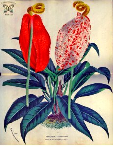 Anthurium andegavense. Flore des serres et des jardins de l'Europe v.23 (1880)