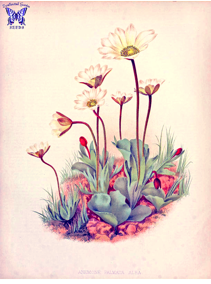 Anemone palmata var. alba. The garden. An illustrated weekly journal of horticulture in all its branches [ed. William Robinson], vol. 22- (1882)