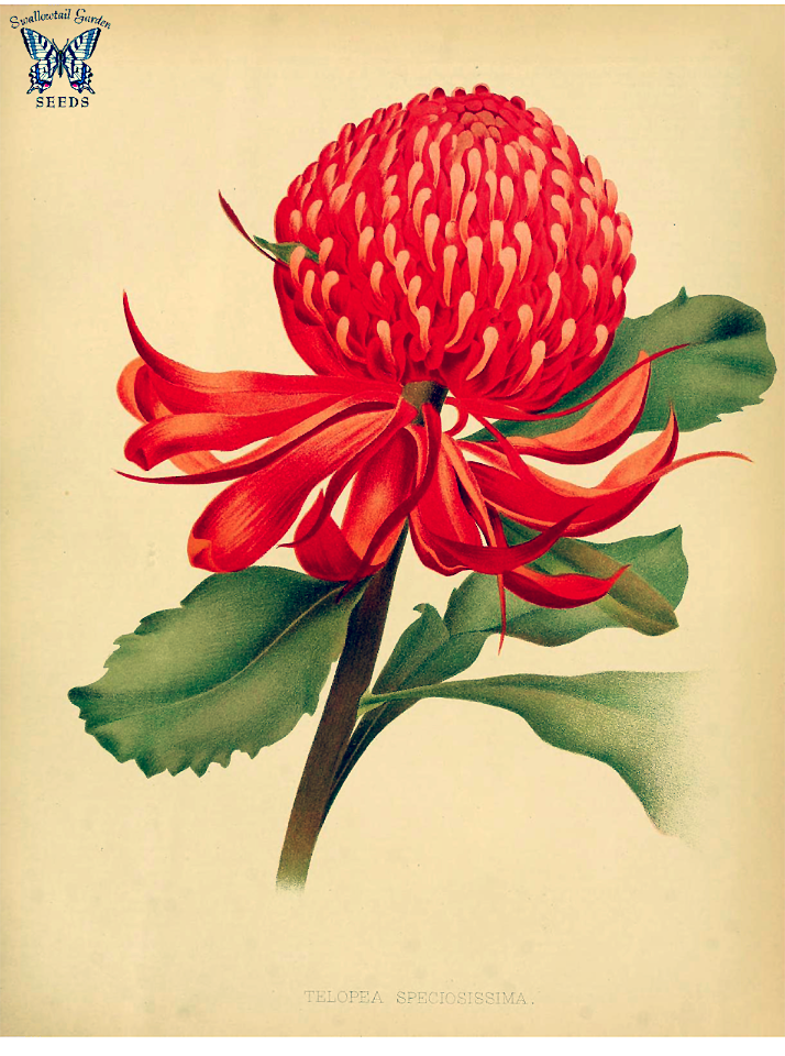 New South Wales waratah. Telopea speciosissima. Large shrub in the Proteaceae family. Endemic to New South Wales, Australia. It is the floral emblem of that state.. Free illustration for personal and commercial use.