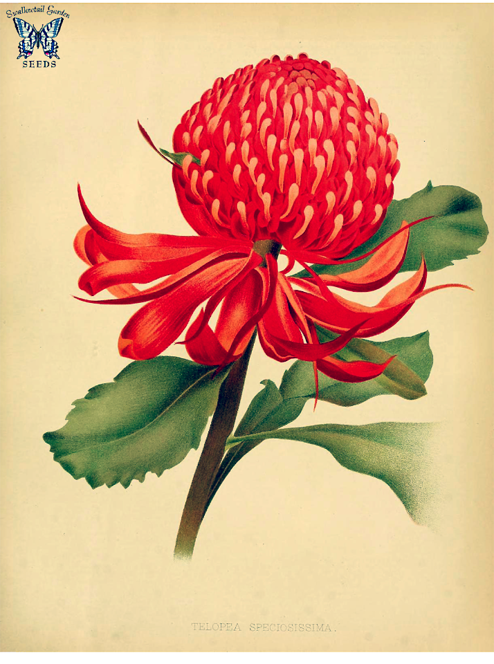 New South Wales waratah. Telopea speciosissima.  Large shrub in the Proteaceae family. Endemic to New South Wales, Australia. It is the floral emblem of that state.