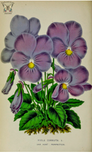 Horned violet (Viola cornuta). Free illustration for personal and commercial use.