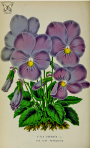 Horned violet (Viola cornuta)