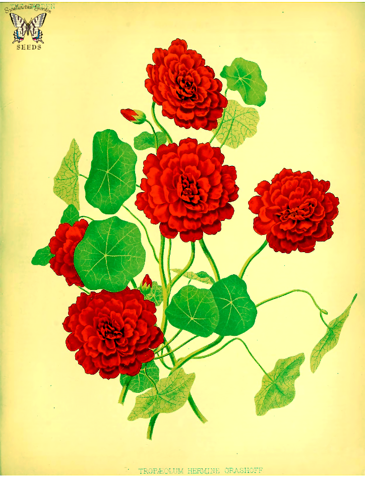 Nasturtium, Double Red. Tropaeolum hort. cv. Hermine Grashoff. The garden. An illustrated weekly journal of horticulture in all its branches [ed. William Robinson], vol. 20- (1881)