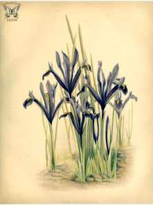 Reticulated Iris. Iris reticulata. Low growing, bulbous perennial blooms in March and April. Flowers purple with gold crest. The garden. An illustrated weekly journal of horticulture in all its branches [ed. William Robinson], vol. 20- (1881). Free illustration for personal and commercial use.