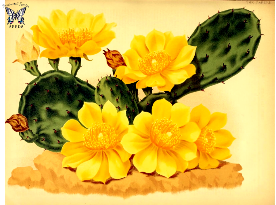 Eastern prickly pear, Indian fig. Opuntia humifusa. N. A. native cactus with golden yellow flowers and edible, juicy red fruit. The garden. An illustrated weekly journal of horticulture in all its branches [ed. William Robinson], vol. 20: (1881)