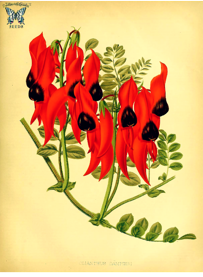 Glory pea, parrot beak. Swainsona formosa [as Clianthus dampieri]. The garden. An illustrated weekly journal of horticulture..., vol. 20- (1881)