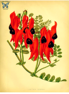 Glory pea, parrot beak. Swainsona formosa [as Clianthus dampieri]. The garden. An illustrated weekly journal of horticulture..., vol. 20- (1881). Free illustration for personal and commercial use.