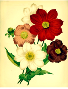 Single Dahlias. The garden. An illustrated weekly journal of horticulture in all its branches [ed. William Robinson], vol. 20- (1881). Free illustration for personal and commercial use.