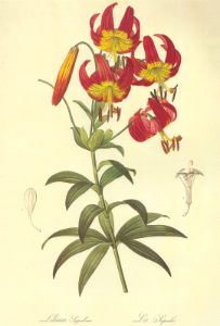 Turk's Cap lily (Lilium superbum) Redouté P.J., Les Liliacées, vol. 2: t. 103 (1805-1816) [P.J. Redouté]. Free illustration for personal and commercial use.