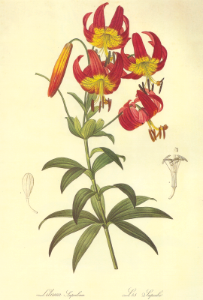 Turk's Cap lily (Lilium superbum) Redouté P.J., Les Liliacées, vol. 2: t. 103 (1805-1816) [P.J. Redouté]