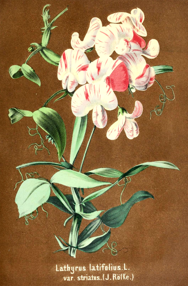 Everlasting Sweet Pea. Lathyrus latifolius. Deutsches Magazin fur Garten- und Blumenkunde; Stuggart, G. Weise. (1858). Free illustration for personal and commercial use.