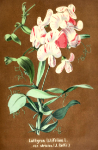 Everlasting Sweet Pea. Lathyrus latifolius. Deutsches Magazin fur Garten- und Blumenkunde; Stuggart, G. Weise. (1858). Free illustration for personal and commercial use.