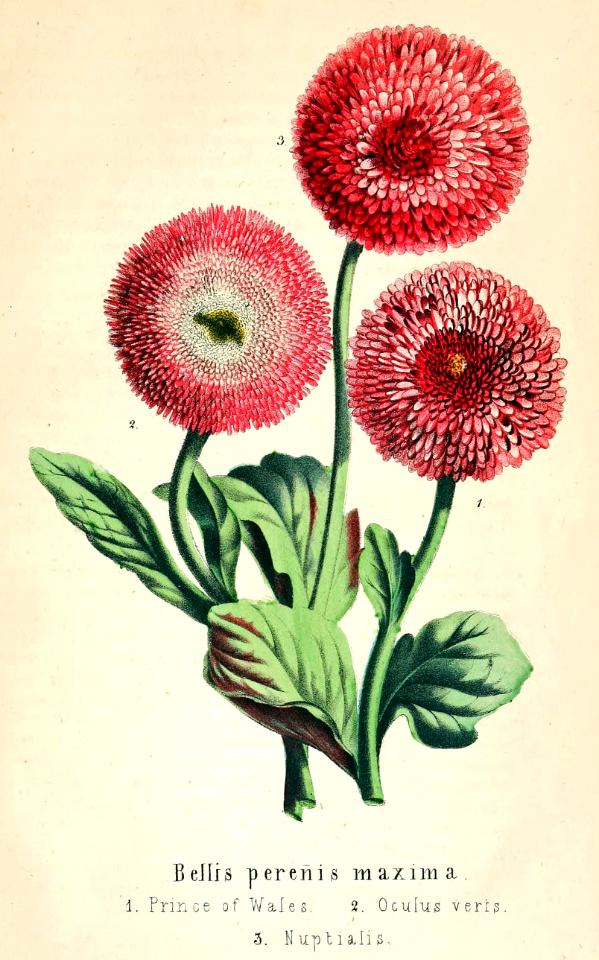 English Daisy. Prince of Wales, Oculus verts, and Nuptialis. Bellis perenis. Deutsches Magazin fur Garten- und Blumenkunde; Stuggart, G. Weise. (1858)