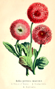 English Daisy. Prince of Wales, Oculus verts, and Nuptialis. Bellis perenis. Deutsches Magazin fur Garten- und Blumenkunde; Stuggart, G. Weise. (1858)