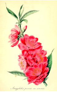 Flowering peach. Prunus persica. Deutsches Magazin fur Garten- und Blumenkunde. (1855)