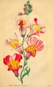 Snapdragon. Antirrhinum majus. Deutsches Magazin fur Garten- und Blumenkunde; Stuggart, G. Weise. (1849). Free illustration for personal and commercial use.