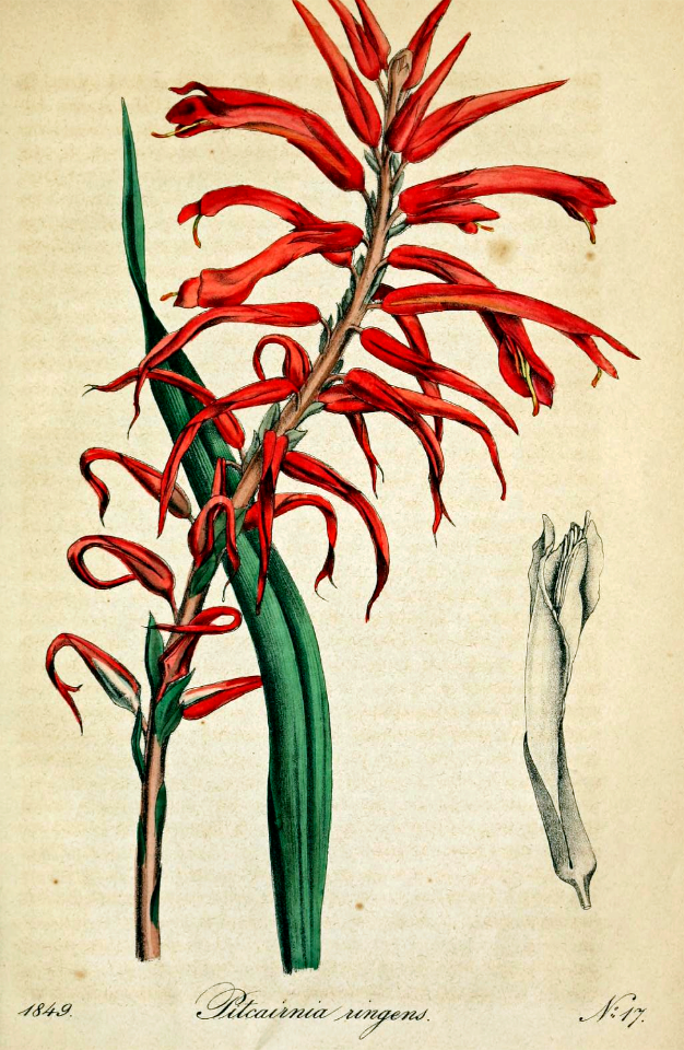 Pitcairnia ringens. Showy spikes of red tubular flowers; a bromeliad endemic to Mexico. Deutsches Magazin fur Garten- und Blumenkunde; Stuggart, G. Weise. (1854)