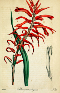 Pitcairnia ringens. Showy spikes of red tubular flowers; a bromeliad endemic to Mexico. Deutsches Magazin fur Garten- und Blumenkunde; Stuggart, G. Weise. (1854). Free illustration for personal and commercial use.