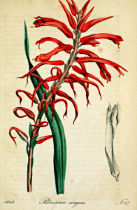Pitcairnia ringens. Showy spikes of red tubular flowers; a bromeliad endemic to Mexico. Deutsches Magazin fur Garten- und Blumenkunde; Stuggart, G. Weise. (1854)