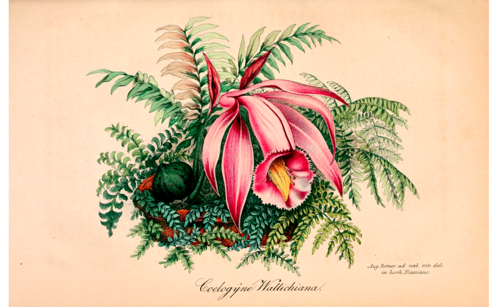 Pleione praecox (as Coelogyne wallachiana). Native to the west-central Himilaya to southern Yunnan, China.
