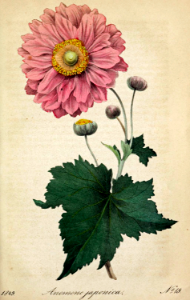 Japanese Anemone. Anemone japonica. A hardy woodland perennial that thrives and naturalizes in moist soil, blooms late winter to fall. Lush foliage and silvery rose-pink blossoms. Deutsches Magazin fur Garten- und Blumenkunde; Stuggart, G. Weise. (1849). Free illustration for personal and commercial use.