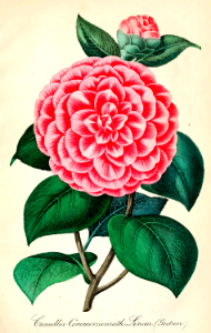 Camellia hort. Deutsches Magazin für Garten- und Blumenkunde; Stuggart, G. Weise. (1855). Free illustration for personal and commercial use.