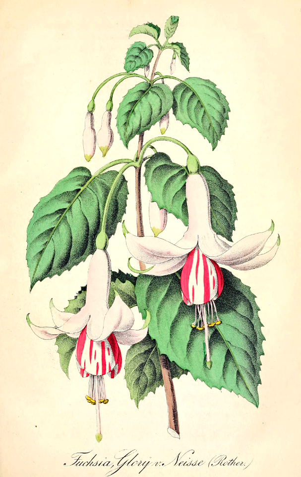 Fuchsia. Glory v. Neisse. Deutsches Magazin für Garten- und Blumenkunde; Stuggart, G. Weise. (1855)